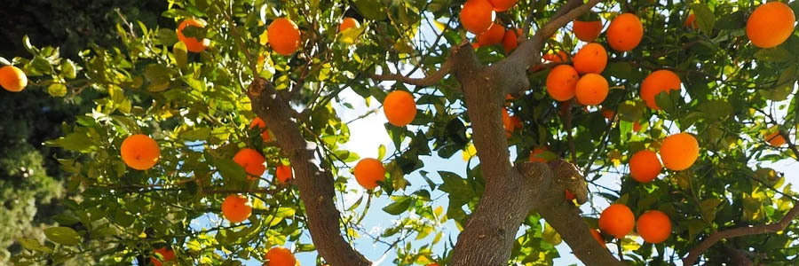 Uma árvore grande com laranjas penduradas